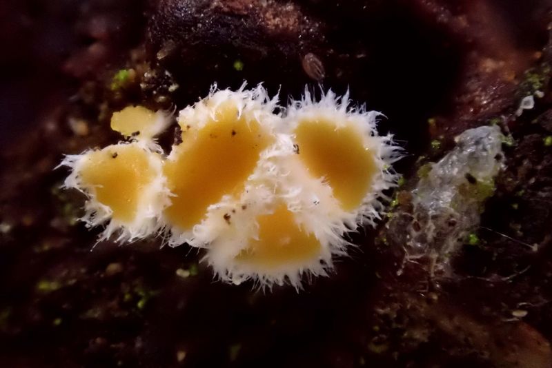 Lachnellula abietis