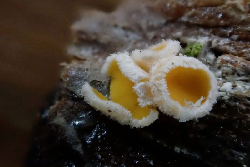 Lachnellula calyciformis